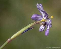 Sisyrinchium halophilum