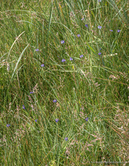 Sisyrinchium halophilum