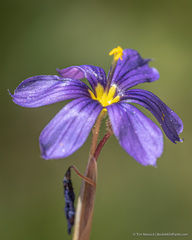Sisyrinchium halophilum