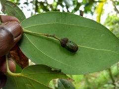 Cinnamomum burmanni