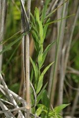 Epilobium strictum