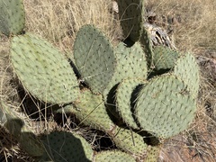 Opuntia engelmannii