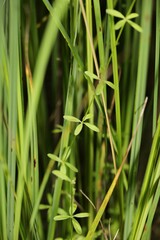Galium labradoricum