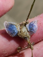 Dosima fascicularis