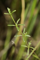 Galium labradoricum