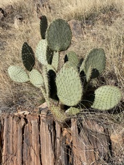 Opuntia engelmannii