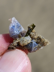 Dosima fascicularis
