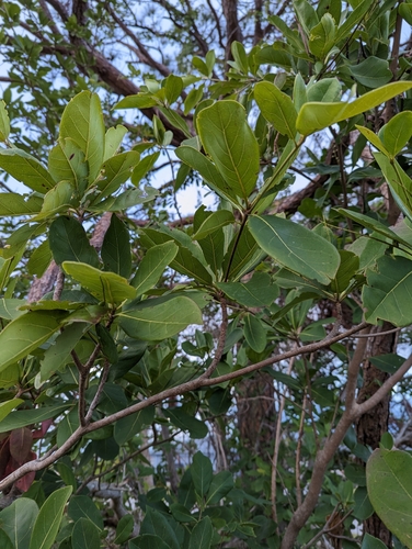 Mueller's damson (Terminalia muelleri)