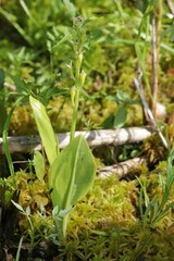 Liparis loeselii