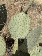 Opuntia engelmannii