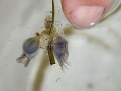 Dosima fascicularis