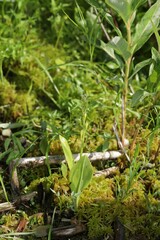 Liparis loeselii