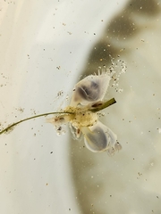 Dosima fascicularis