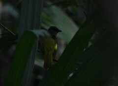 Eucometis penicillata