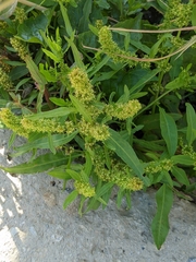 Rumex trisetifer