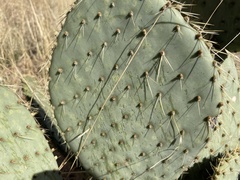 Opuntia engelmannii