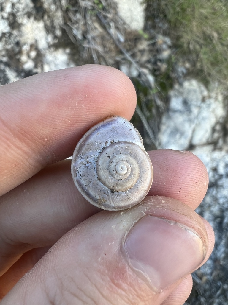 Eastern desertsnail