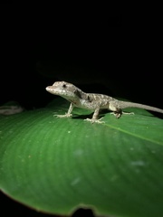 Anolis lemurinus