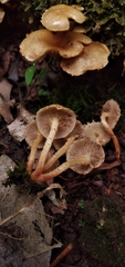 Pholiota oblita