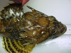 Myoxocephalus octodecemspinosus