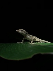 Anolis lemurinus