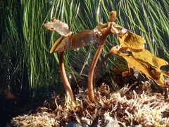 Eisenia arborea