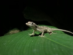 Anolis lemurinus
