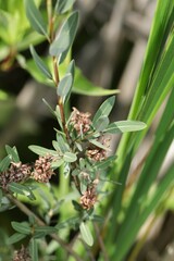 Salix pedicellaris