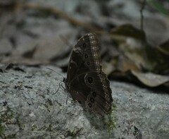 Morpho helenor montezuma