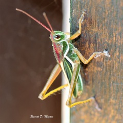 Staleochlora viridicata