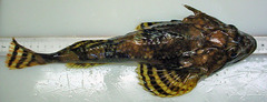 Myoxocephalus octodecemspinosus