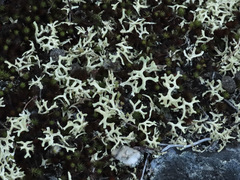 Xanthoparmelia semiviridis