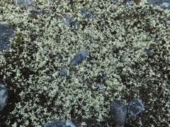 Xanthoparmelia semiviridis