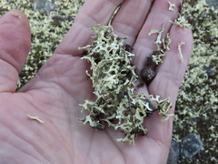 Xanthoparmelia semiviridis