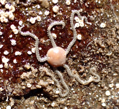 Amphipholis squamata