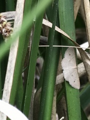 Epicyme rubropunctaria