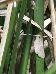 Epicyme rubropunctaria