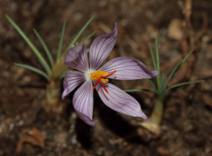 Crocus pallasii