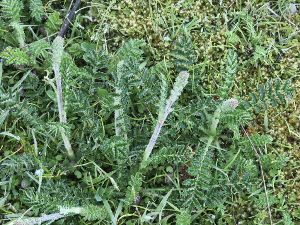Australian sheep's bur