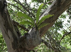 Catasetum integerrimum