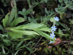 Myosotis laxa