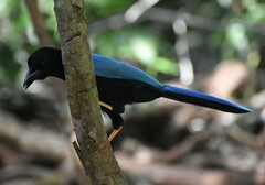 Cyanocorax yucatanicus