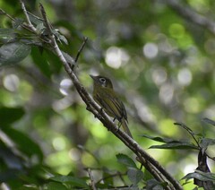 Rhynchocyclus brevirostris