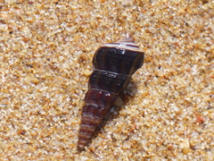 Pyrazus ebeninus