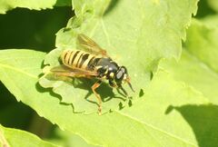 Temnostoma vespiforme
