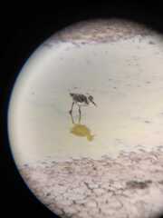 Himantopus mexicanus