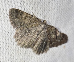 Charissa obscurata