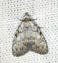 Meganola strigula