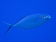 Caranx ruber