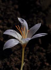Crocus pamphylicus